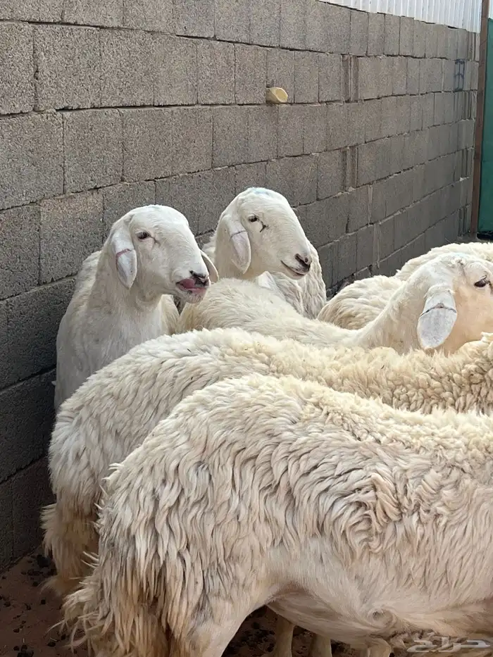 رخال حريات 8 شهور 13