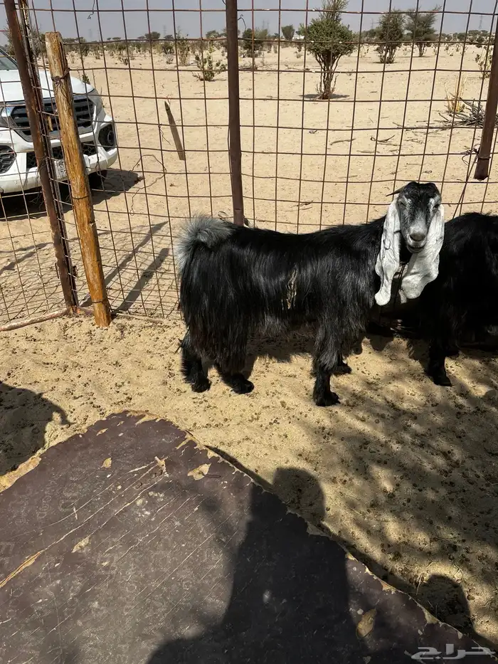 جفرات دفيع شرط 1