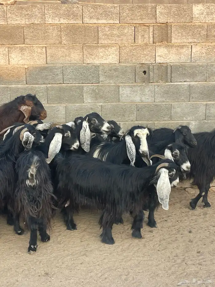 ضان دفع بفحلها معزا ذري بفحلها للبيع 5