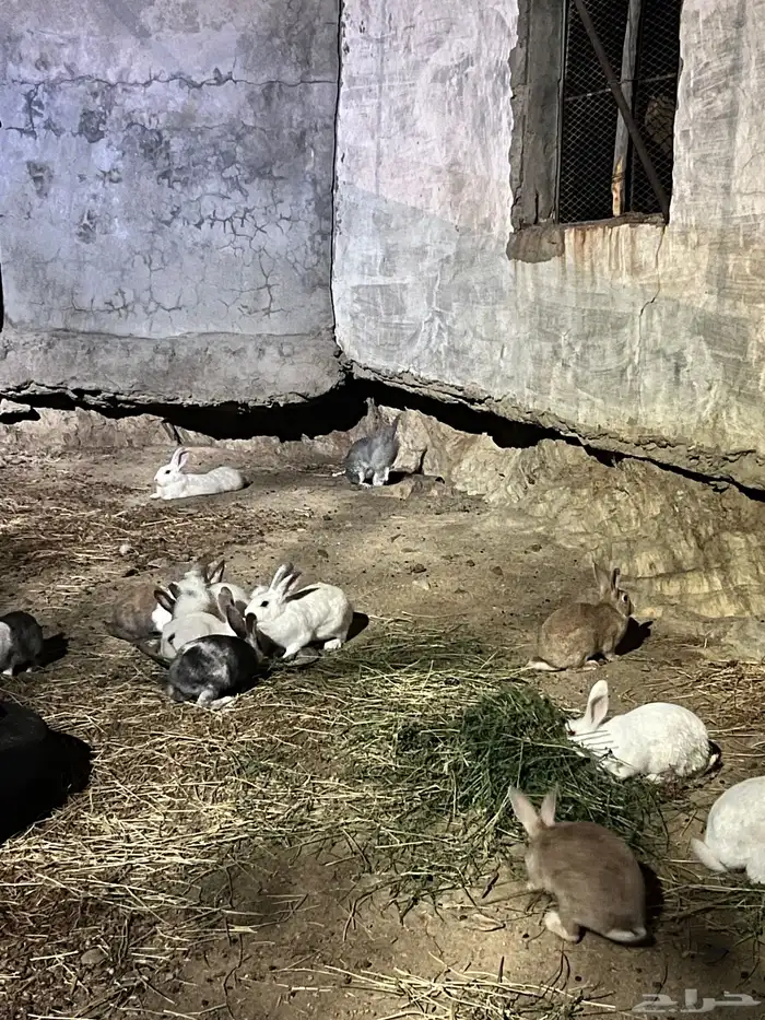 ارانب للبيع 5