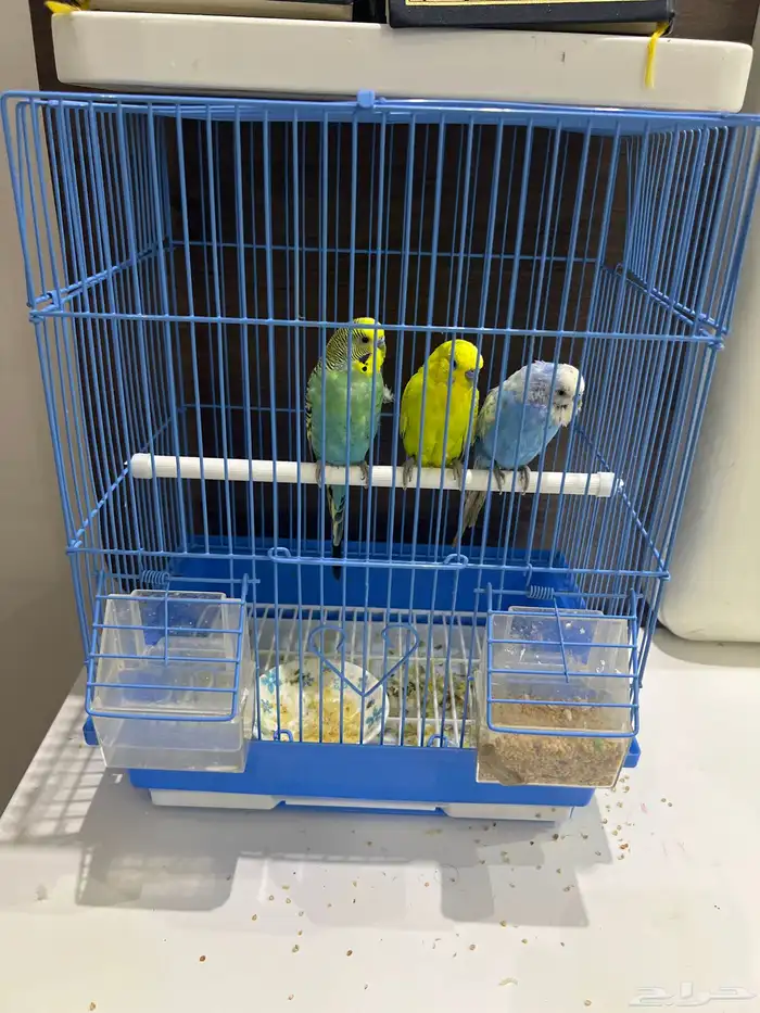 عصافير للبيع 0