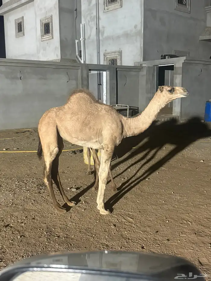 بكره 9 شهور وبعير 7 شهور للبيع 3