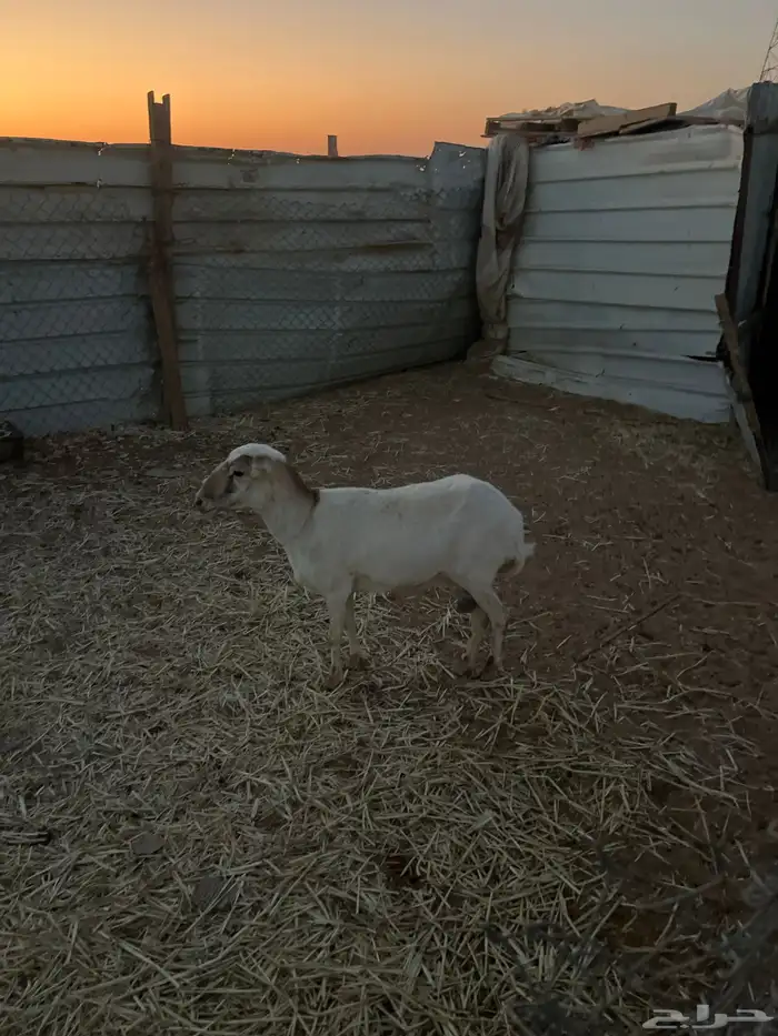 رفيدية حايل 0