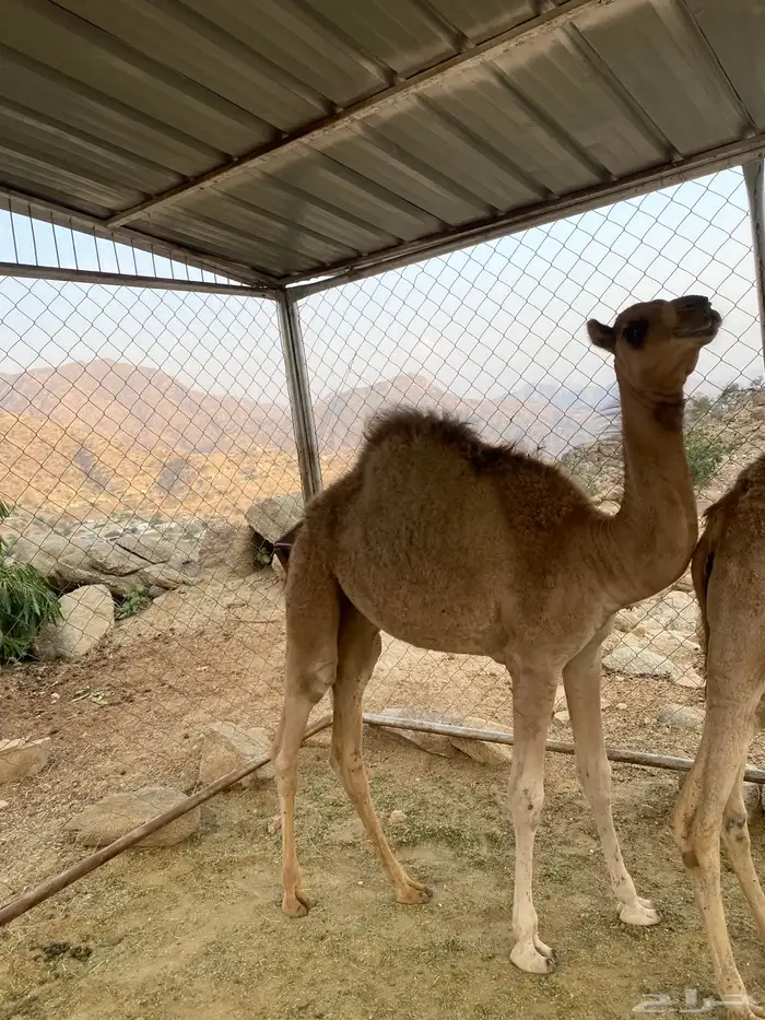 قعود وبكره للبيع 2