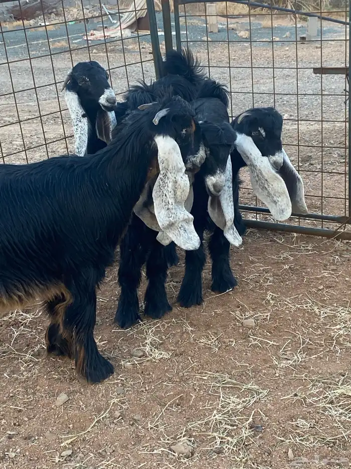 معزا عوارض جفار صنف تمم البيع 20