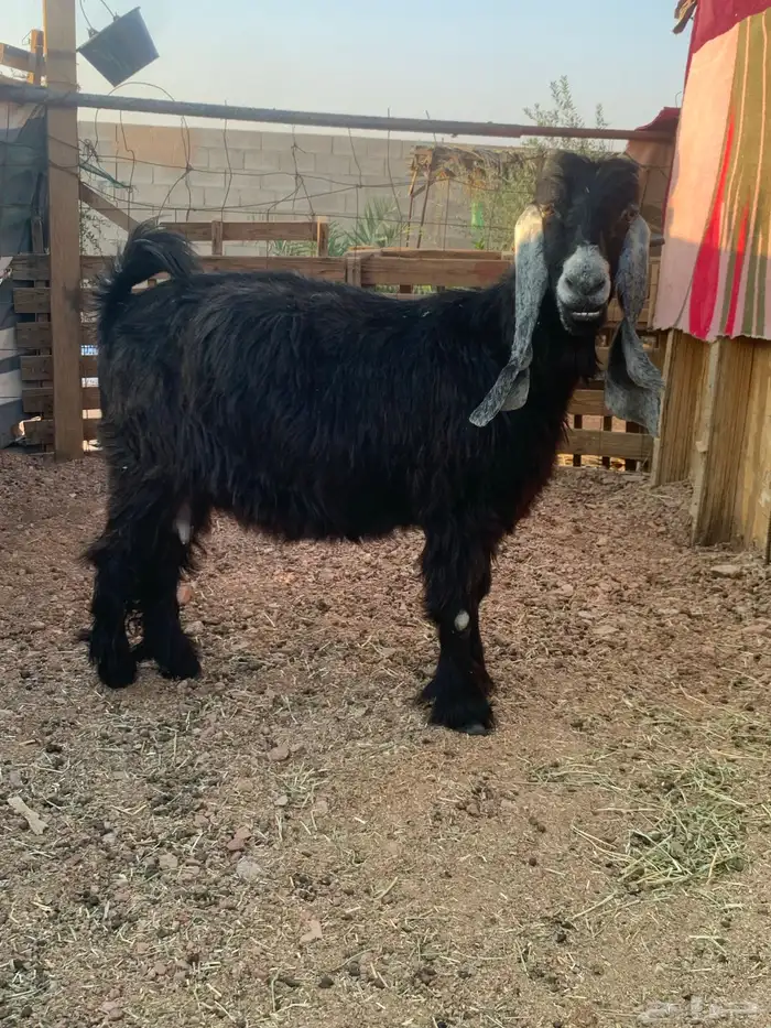 عنز عارضية دافع هاليومين ولاده 2