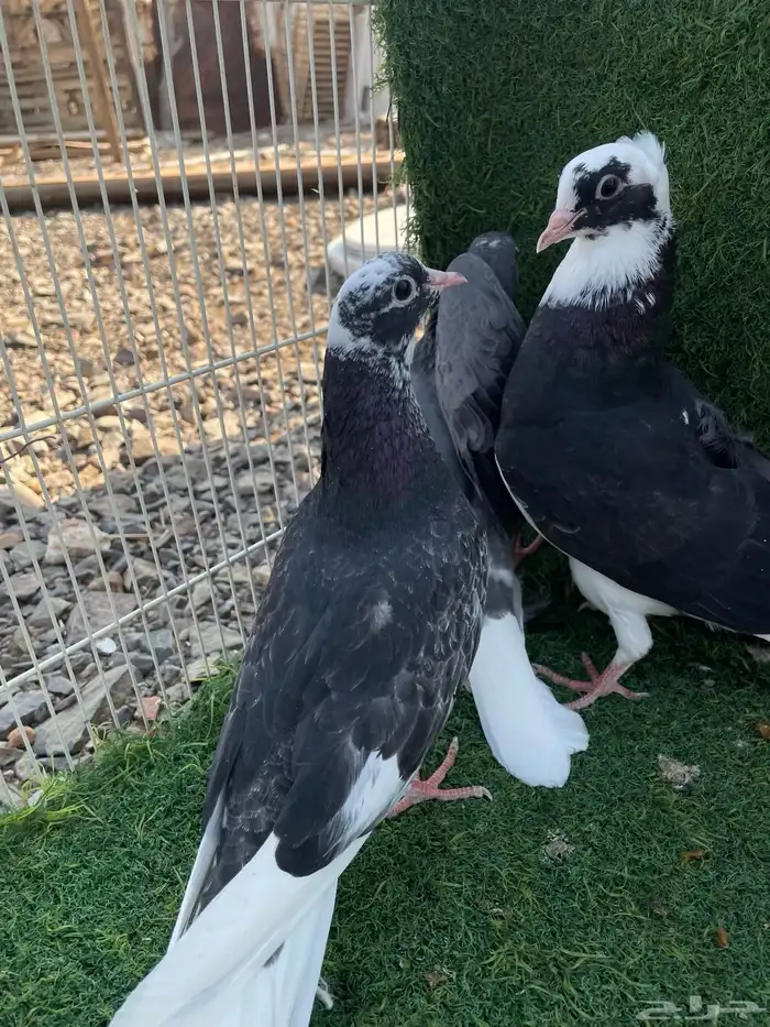 حمام قطيفي طبات هجرسي و نمشي و ازرق مذيلات 6