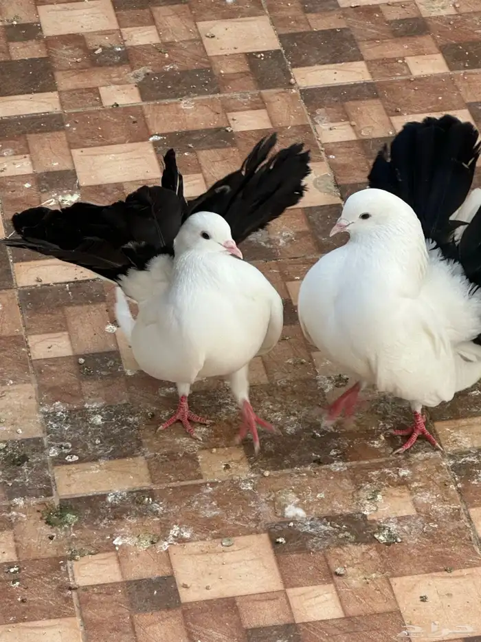 زوج رقاص هولندي مذيل 4