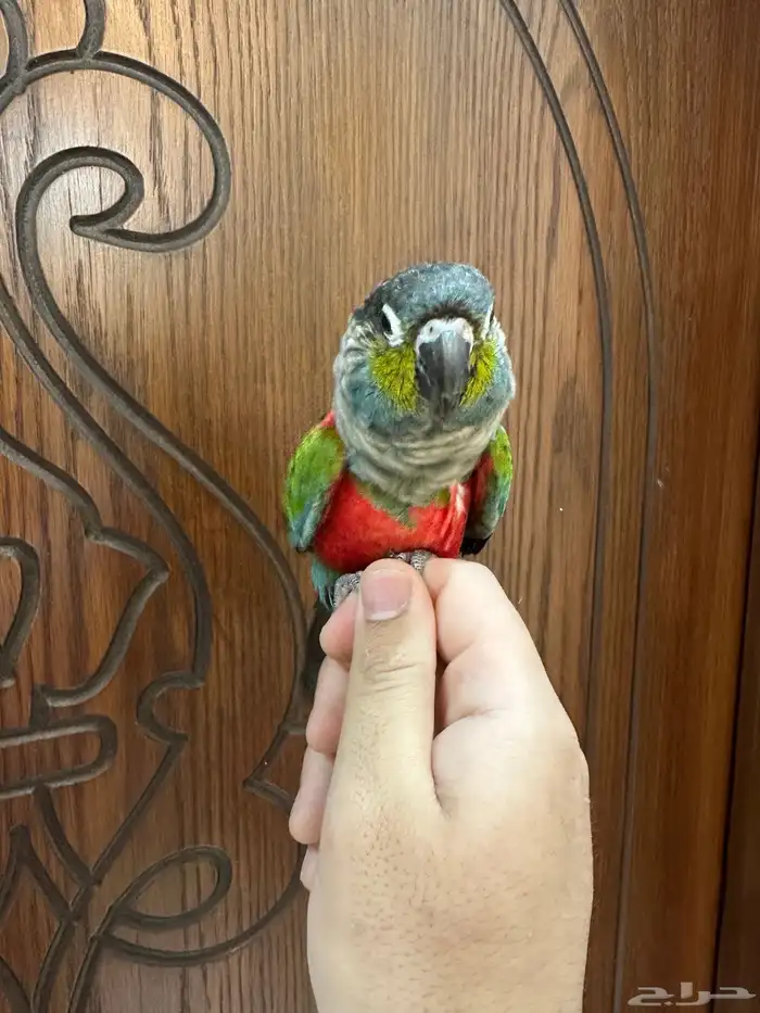 كنيور كريمسون اليف ومتكلم 4