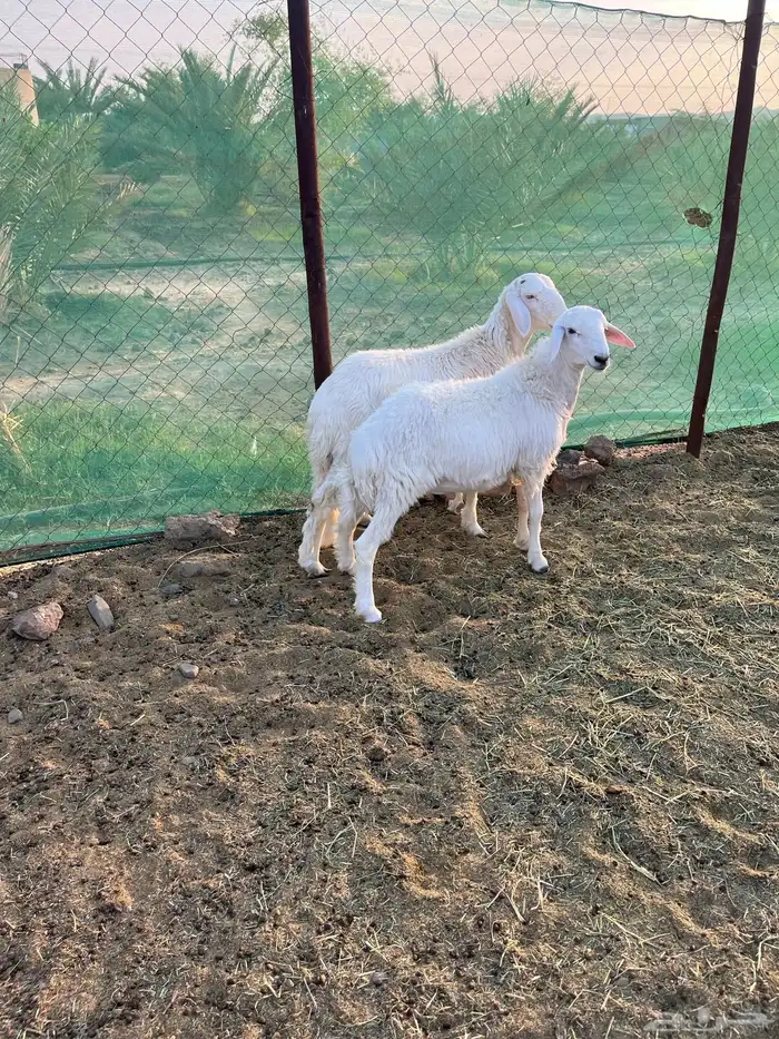 للبيع طليان جذعان 9