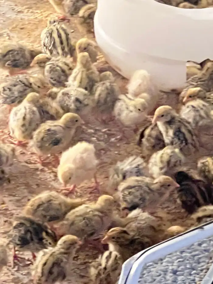 صيصان سمان جامبو اوروبي العمر اسبوع 0