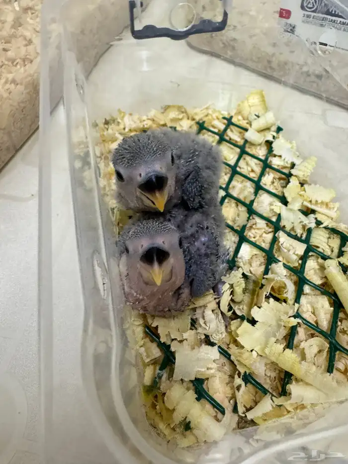 اتوفرت فروخ جديدة ( كنيور -كروان -روز ) 10