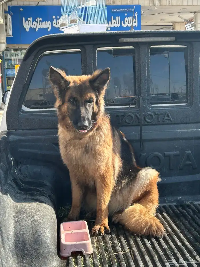 جيرمن شولاين حراسه 8