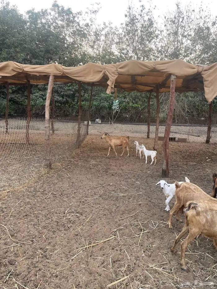 ماعز بيشيات ولد العدد 10 معها 10ع السوم  053 388 9100  جوال 0