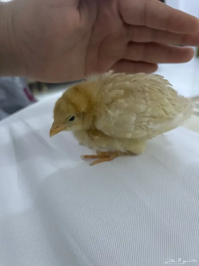 صوص صغير فرخ للحين 5