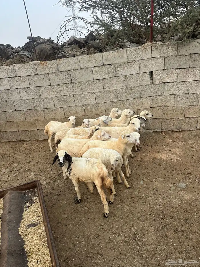 رخال رفيديه العدد 15 راس 7