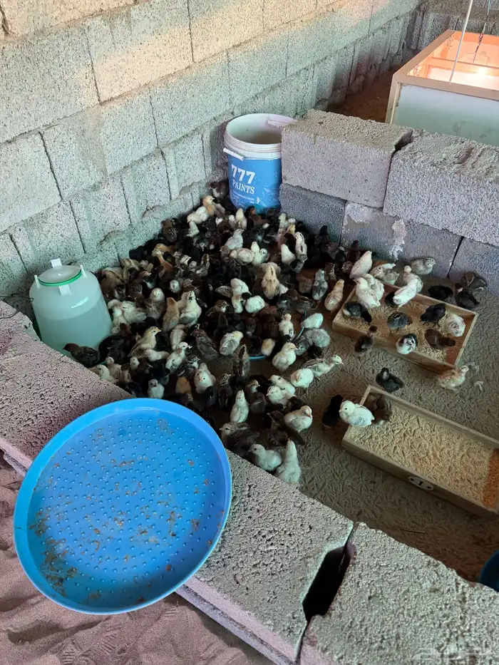 صوص العدد 200جوز 2