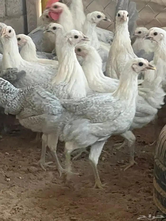 دجاج فيومي المنيوم العمر من خمس اشهر الى سته للمربين فقط 4