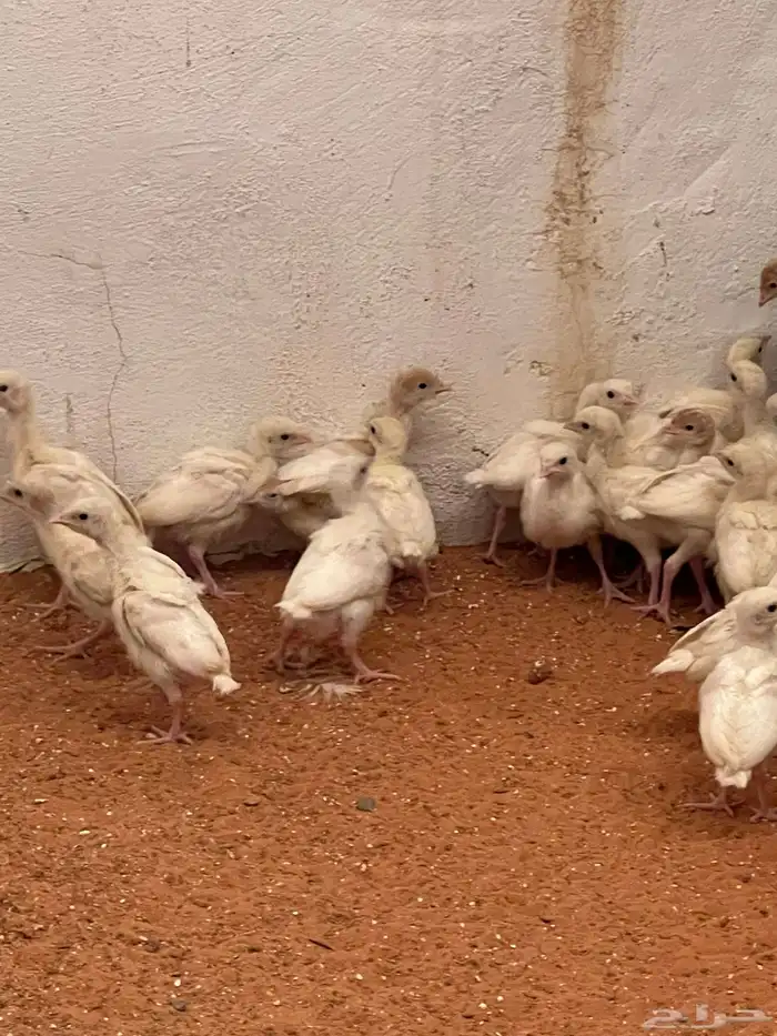 صوص رومي عمر 22 يوم ابيض 5