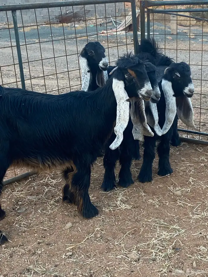 معزا عوارض جفار صنف تمم البيع 17