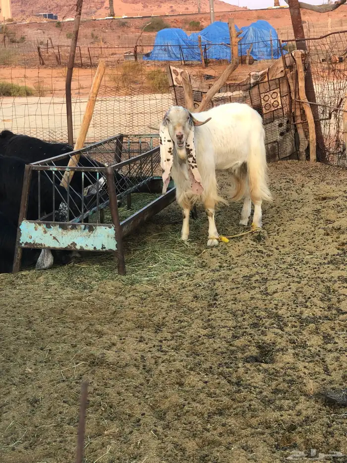 فحل هولندي 2