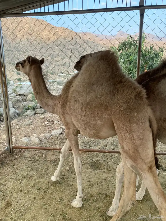 قعود وبكره للبيع 3