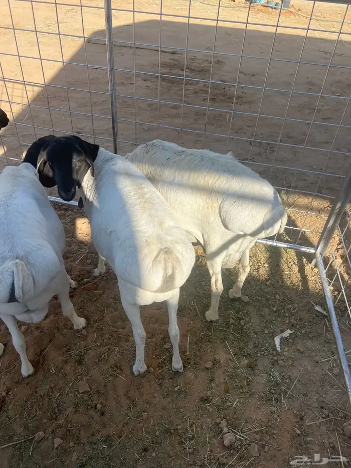 برابر طيبه ضرماء 3