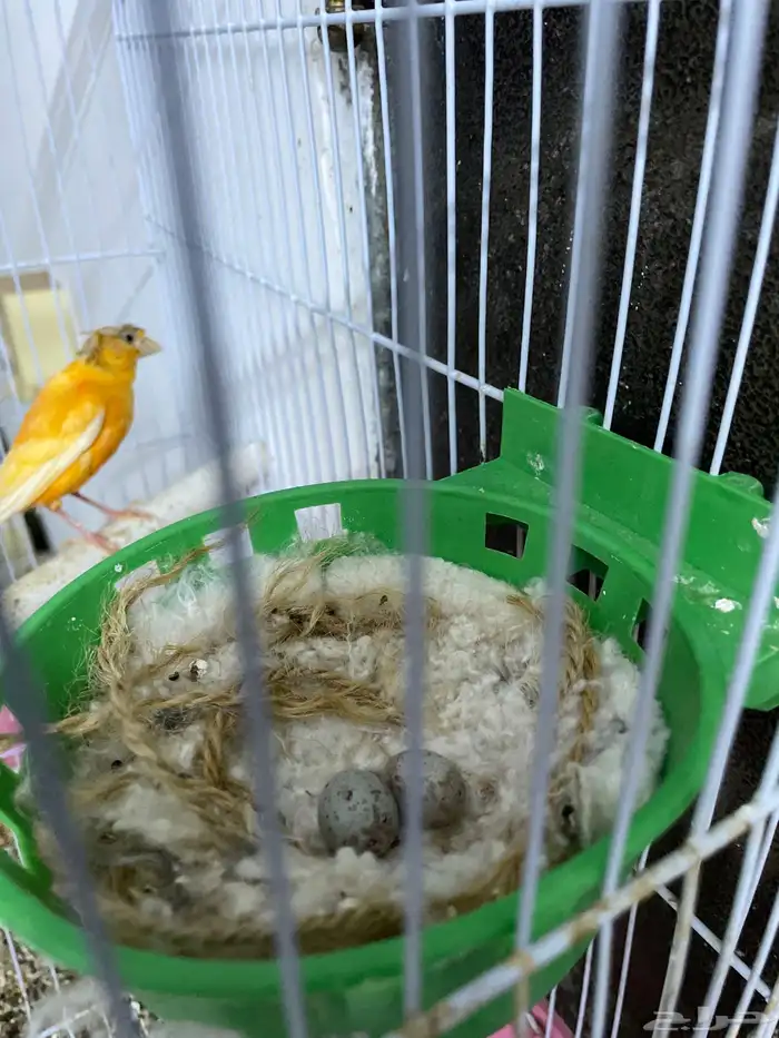 طيور قولدن فينش روز بادجي 4