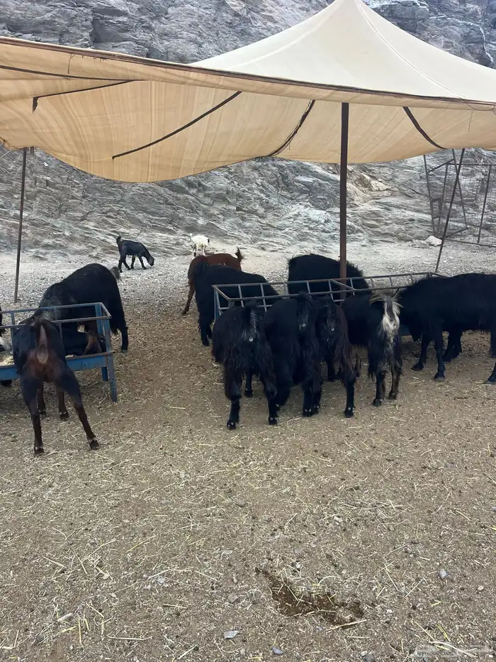 ماعزللبيع عوارض 0