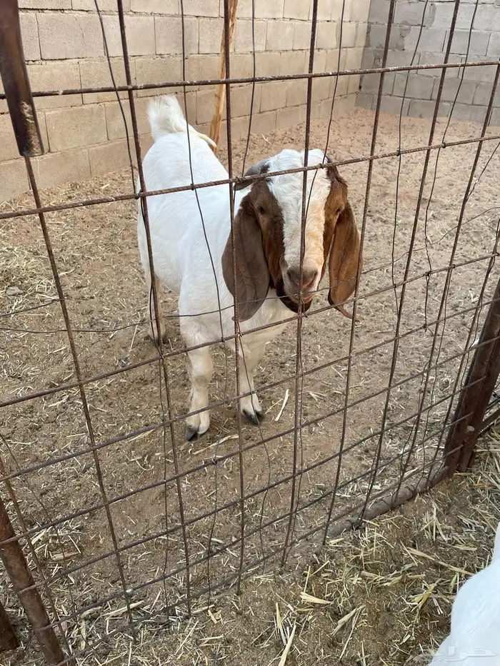 تيس بورقوت بيور اصل 8