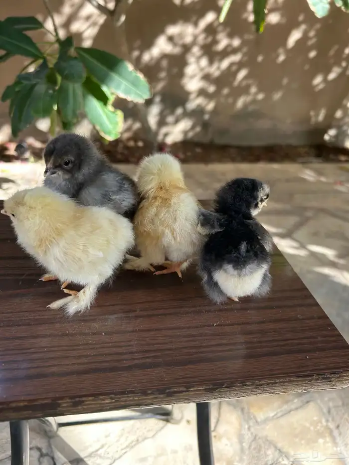 صوص براهما كولومبي مستوى توب 1