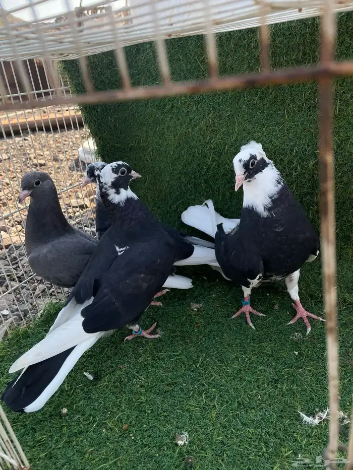 حمام قطيفي طبات هجرسي و نمشي و ازرق مذيلات 5