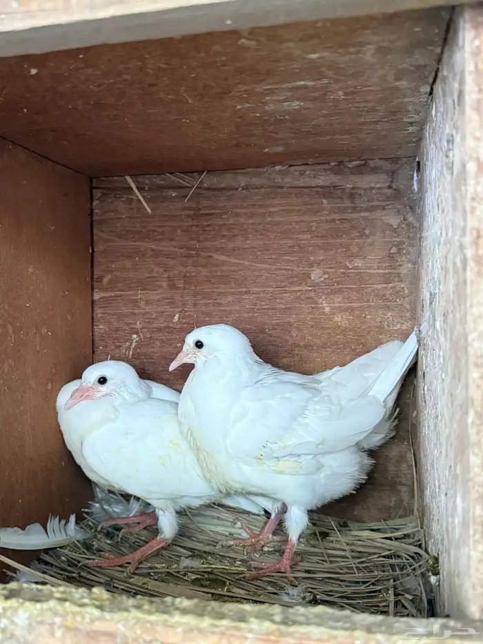 زغاليل حمام فرنسي 6