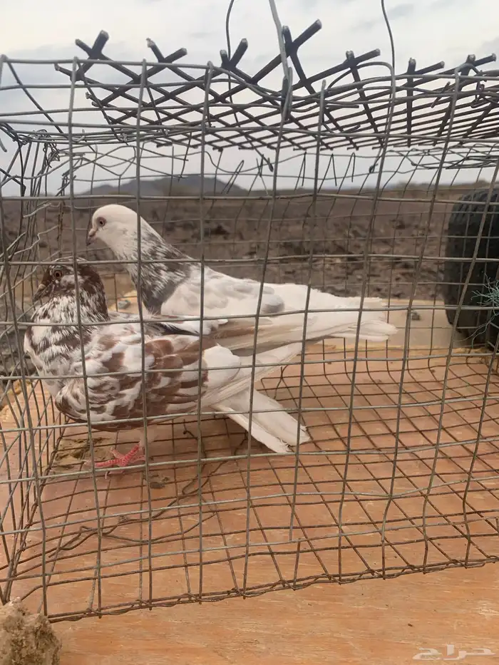 زوج حمام بلدي منتج 4