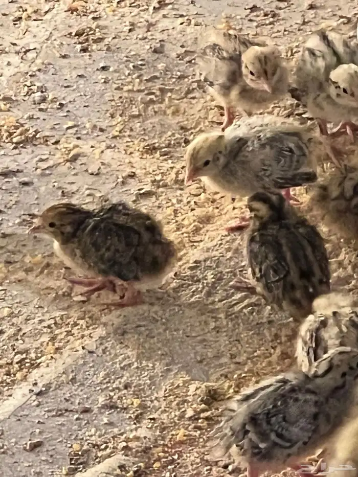 صيصان سمان جامبو اوروبي العمر اسبوع 6