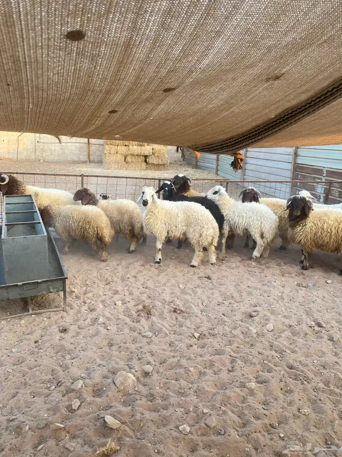 جذعان نعيم وحري 0