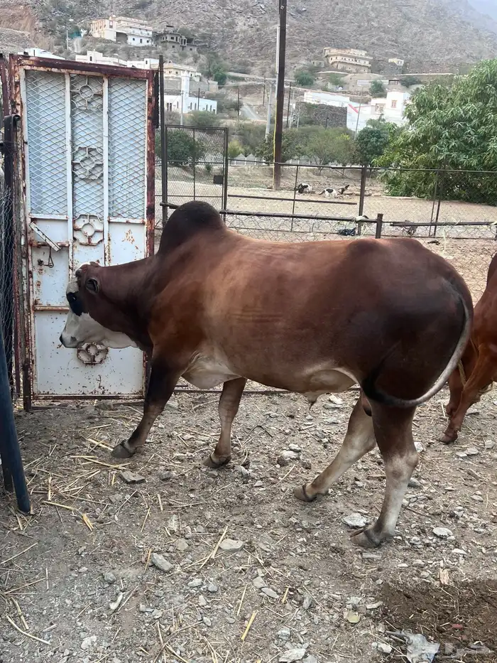 بقر دفيع للبيع 15