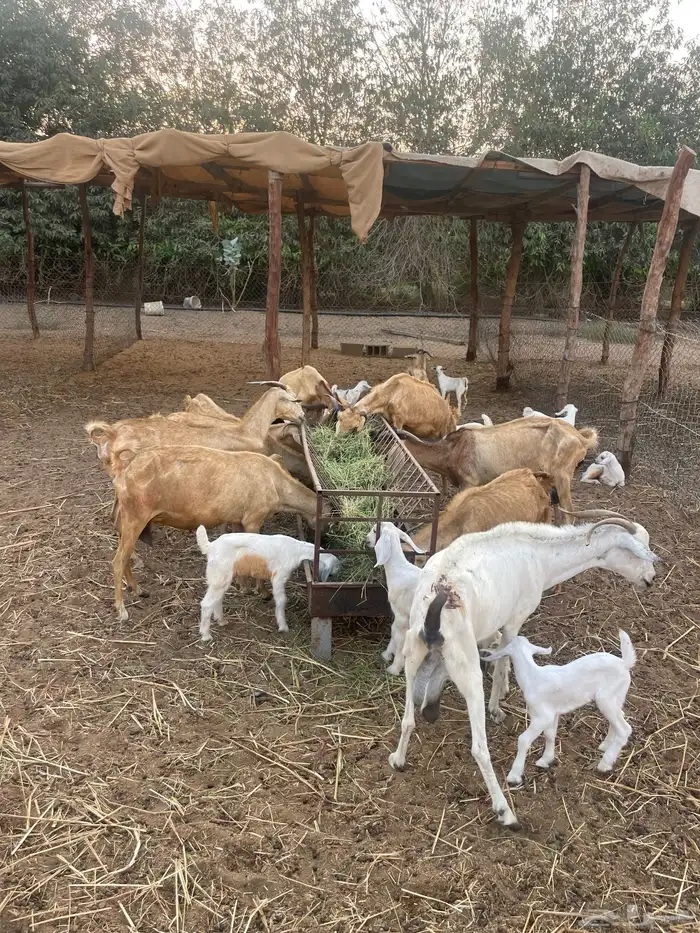 ماعز بيشيات ولد العدد 10 معها 10ع السوم  053 388 9100  جوال 5