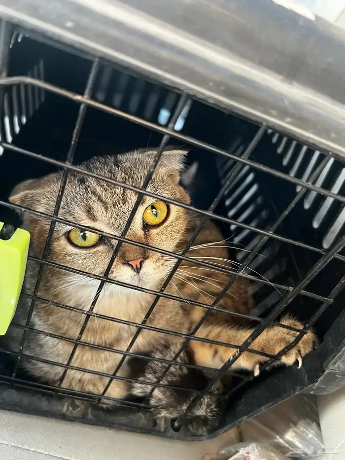 قطه سكوت فولد 0