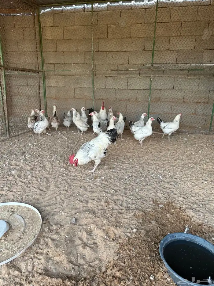 دجاج فرنسي كلومبي 1