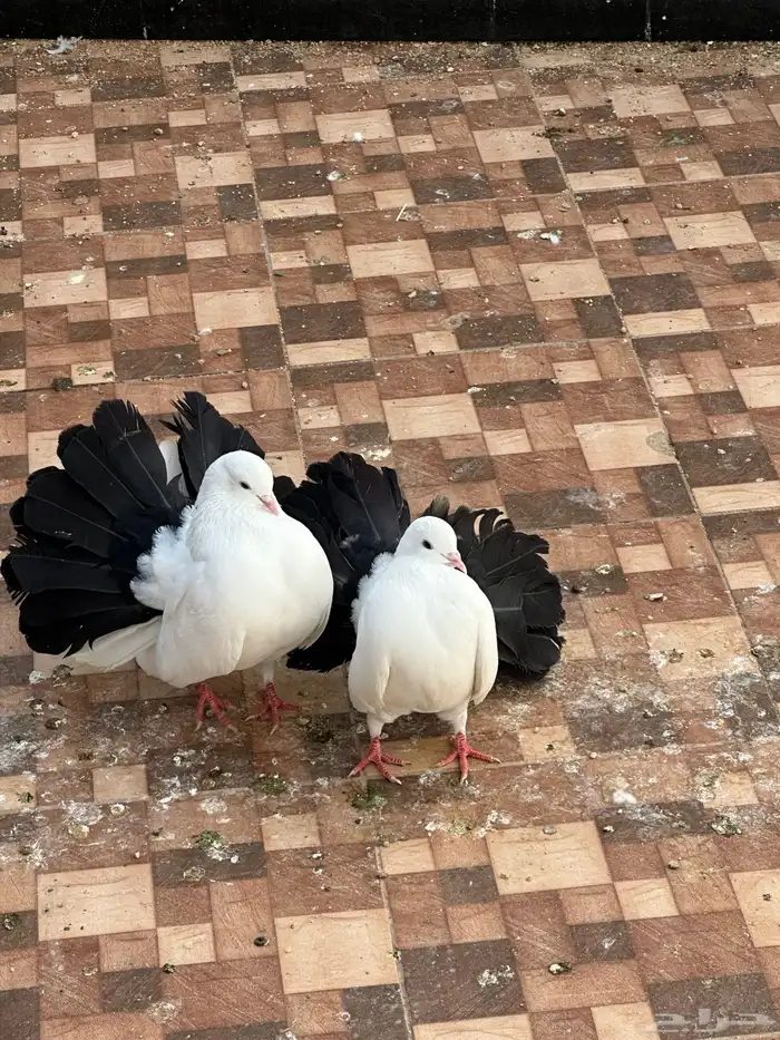 زوج رقاص هولندي مذيل 1