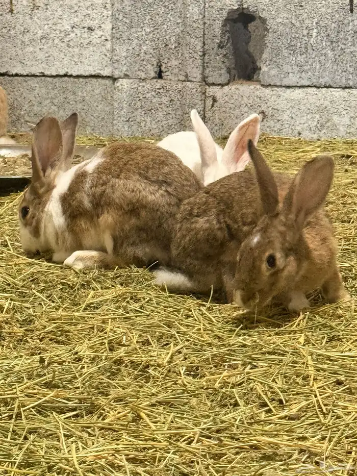 ارانب منتجه للبيع 8