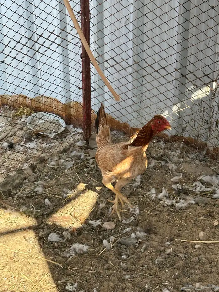 للبيع دجاجه هنديه 0