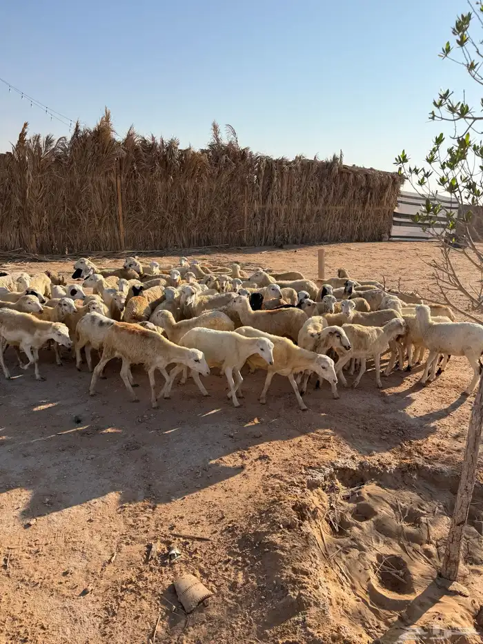 للبيع رخال رفيديات بلدي 50الصحة شرط تم البيع تم البيع 1