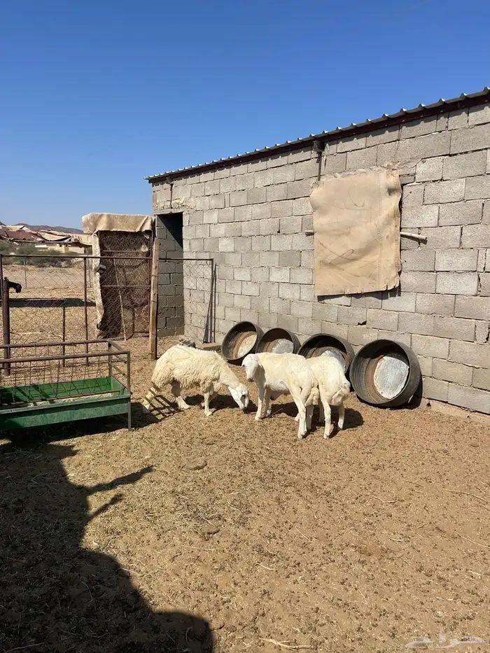 طليان رفيد 0