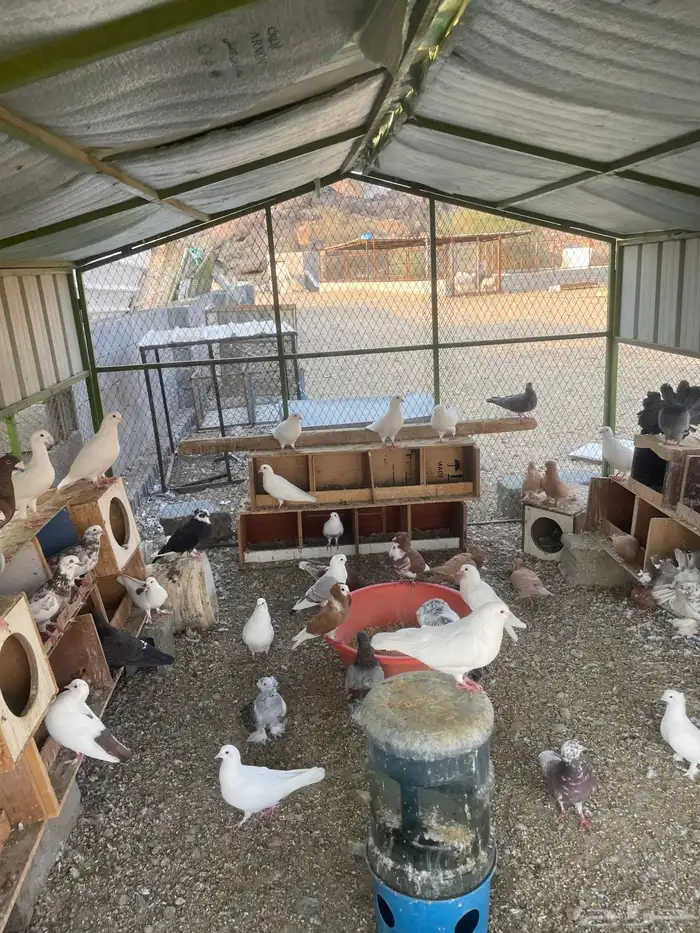 ديك باكستاني وحمام 3