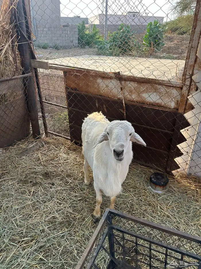 فحل حري شرط من جميع العيوب 2