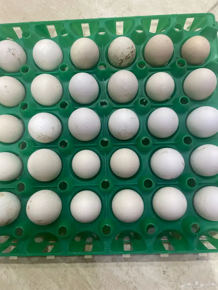 بيض دجاج حساوي صلح حق الكل وا صلح التفقيس موجود 6 طبق السعر 1