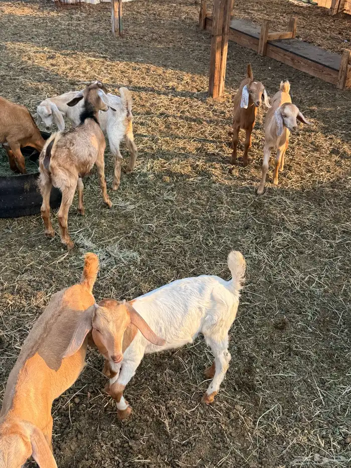 ماعز محايلي صنف 9