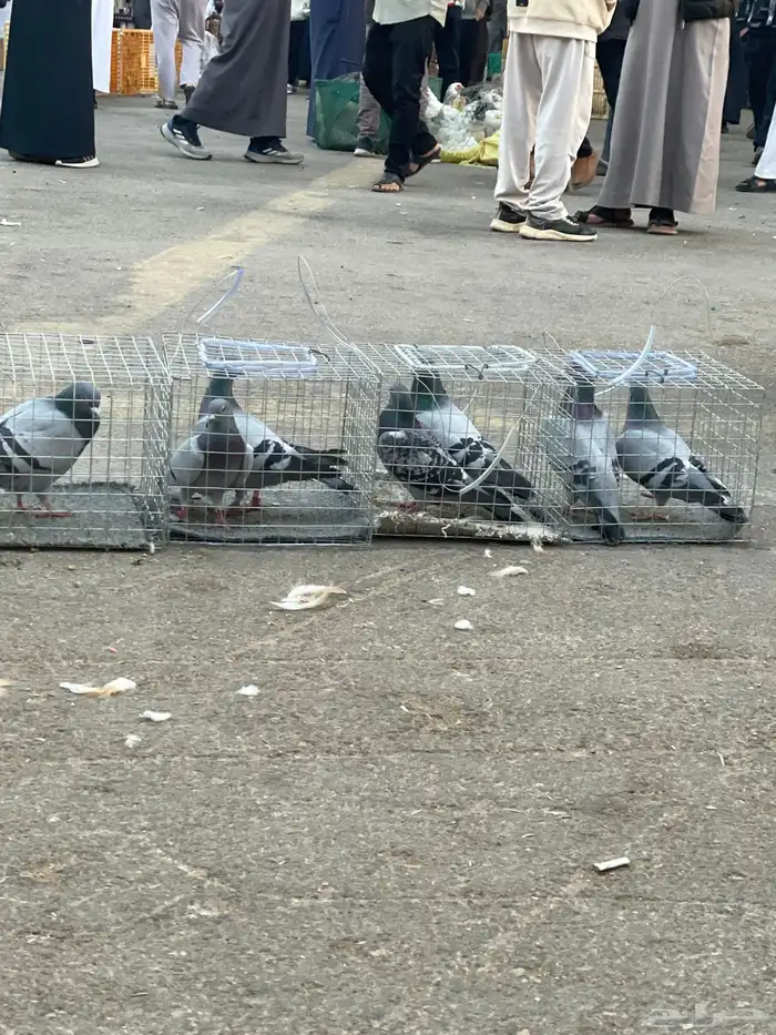 حمام زاجل اجواز جرط انتاج 0